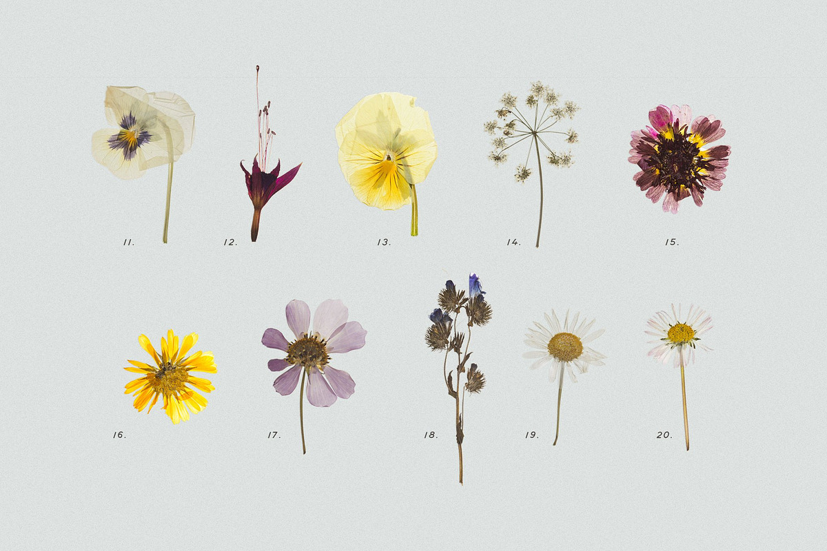 BUNDLE - Dry Flowers & Leaves, an Object Graphic by Sparrow & Snow (Photo 15 of 28)