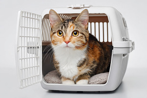 Tabby cat in pet carrier on white background, an Animal Photo by AlyaAnd