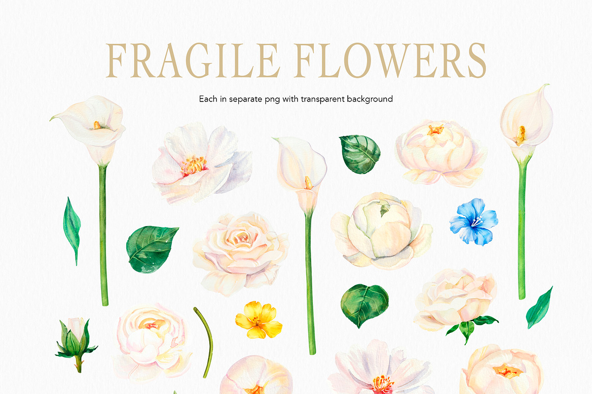 White Flowers watercolor collection, a Decorative Illustration by Volha Studio (Photo 7 of 9)