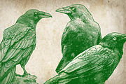 Crow Illustration Engraving Pack, an Illustration by Adan F Maruciel (Thumbnail 4 of 5)