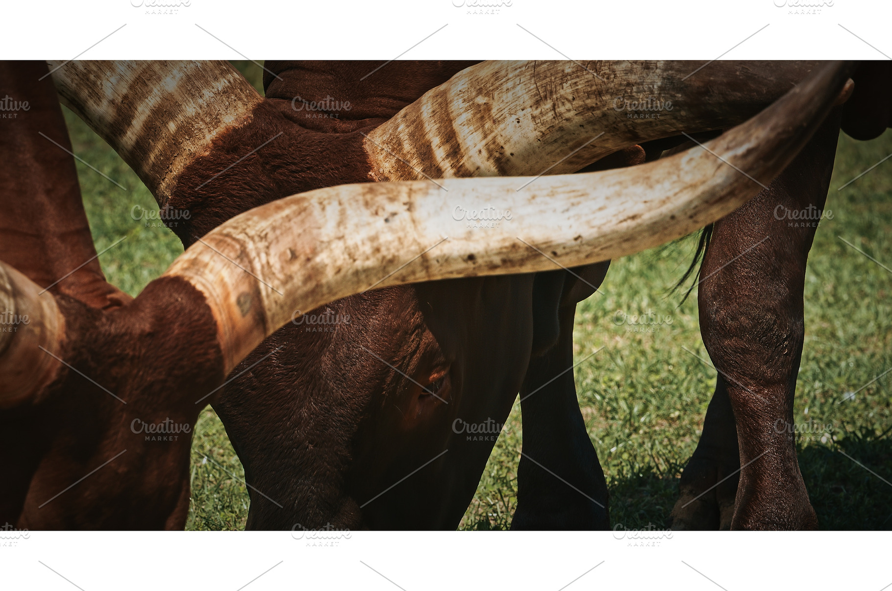 Close-Up of Cow's Horns and Grazing, an Animal Photo by Our Amazing World