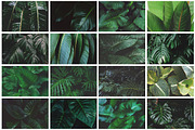 Tropical Leaves Bundle, a Nature Photo by René Jordaan Photography (Thumbnail 2 of 6)