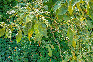 Green bush in foreground, a Nature Photo by DanFLCreativo
