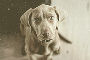 Vintage Washed - 90s Film PSD, an Action Add-On by Mock It Up (Thumbnail 2 of 7)