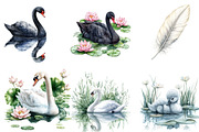 Watercolor Cute swan clipart, a Seasonal Illustration by Designking (Thumbnail 4 of 4)