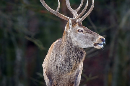 Majestic red deer stag in forest with big horn. Animal in nature, an Animal Photo by Byrdyak