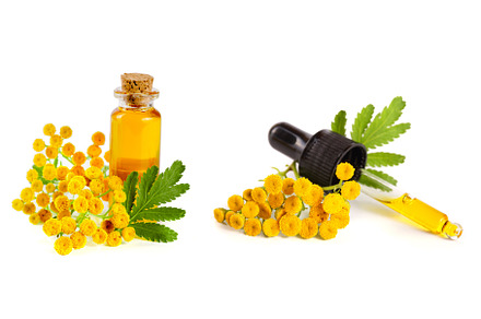 essential tansy oil with flowers and, a Nature Photo by NataPhoto