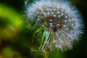 Dandelion, a Nature Photo by jakub_kopecky