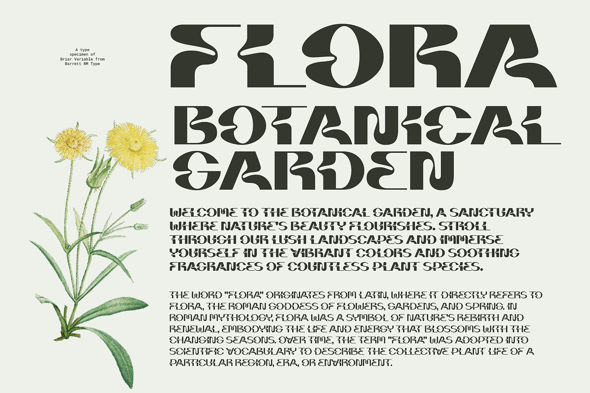 Briar - Fluid Variable Typeface, a Sans Serif Font by Barrett Reid-Maroney (Photo 5 of 10)