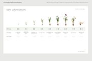 BBCH Growth Stages, Other Crops, a Presentation Template by Ilia Design (Thumbnail 5 of 8)