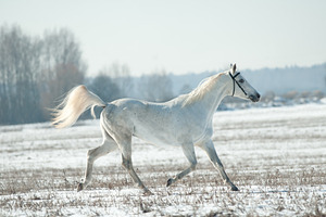 White horse runs free in winter, a Photo by Olgait
