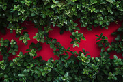 99 Frames of green leaves, a Nature Photo by Handmadefont (Thumbnail 74 of 100)