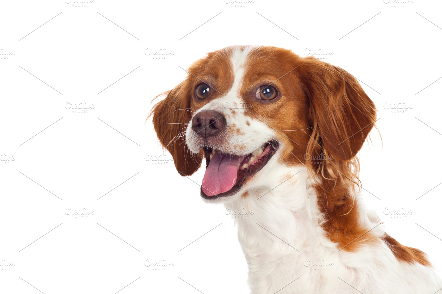 Beautiful portrait of a cute dog, an Animal Photo by José Manuel Gelpi