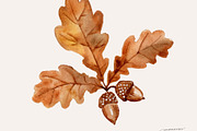 Autumn Leaves Watercolor Clipart PNG, a Seasonal Illustration by SandraGraphicDesign (Thumbnail 5 of 5)