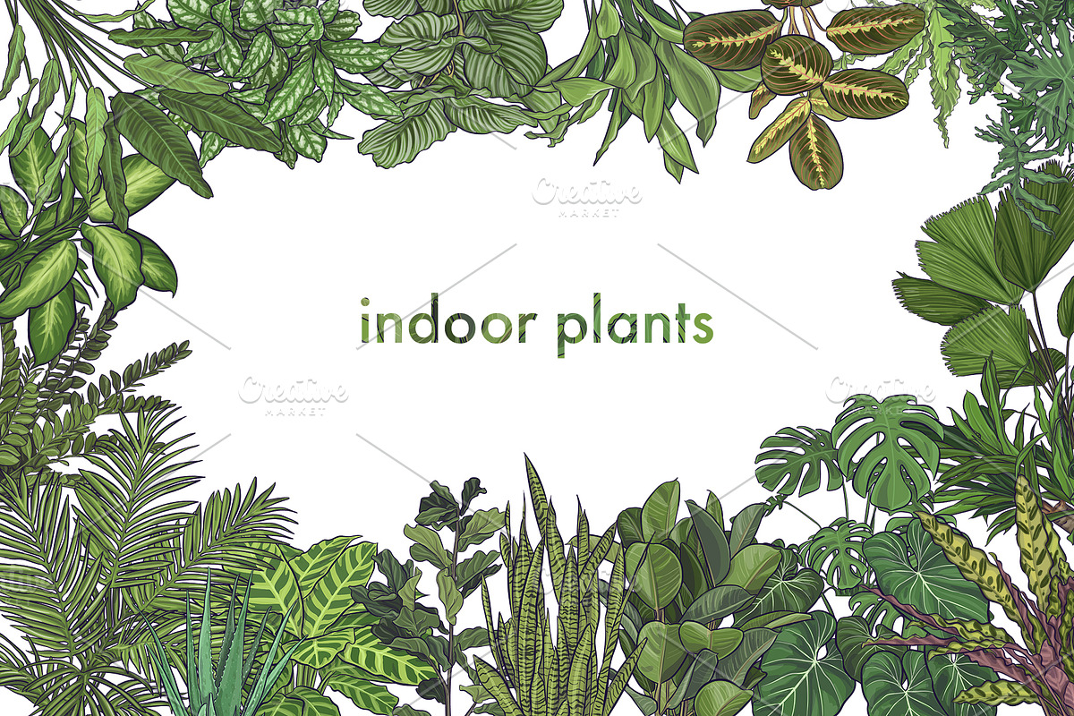 Indoor Plants VECTOR illustrations, a Seasonal Illustration by Natalka Dmitrova art (Photo 6 of 16)
