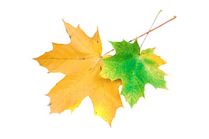 Two maple leaves on white background, a Nature Photo by BOOCYS