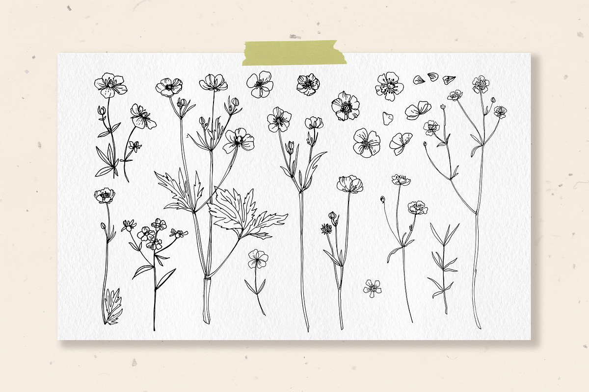 Flowers Buttercup. Sketch flowers, an Illustration by irina.vaneeva (Photo 3 of 6)