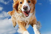 116 Flying animals, an Animal Photo by Handmadefont (Thumbnail 37 of 119)
