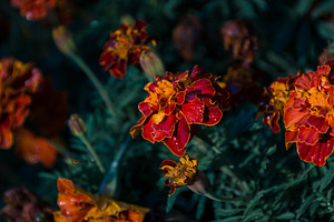 Marigold flowers in the garden containing flower, orange, and marigold