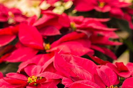 Colorful fall Chrysanthemums preview 6