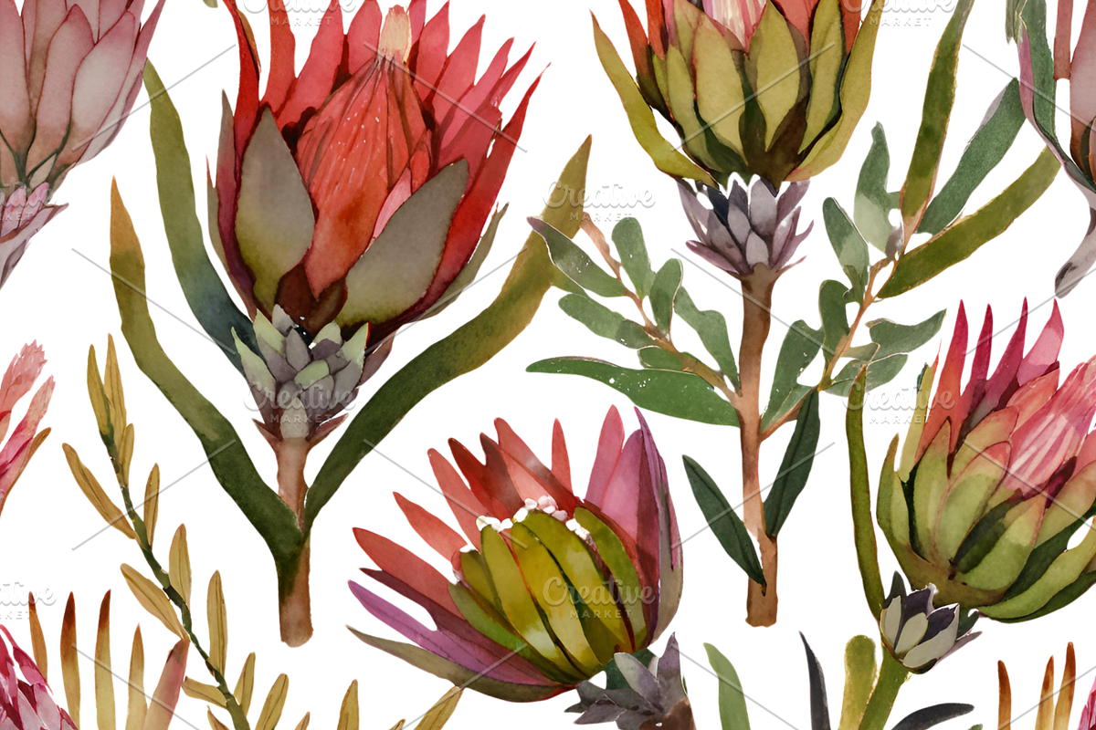 Watercolor Fynbos Flowers, a Decorative Illustration by Karliefie (Photo 6 of 6)