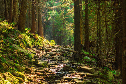 Summer moody forest, a Nature Photo by Nature and travel