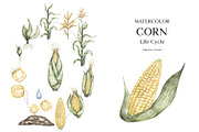 Watercolor Plant Life Cycle, an Education Illustration by MayaNavits (Thumbnail 6 of 17)