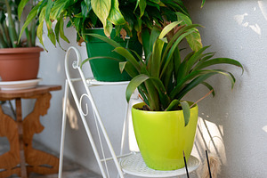 Indoor Potted Plants on Stand, a Nature Photo by Ales Munt