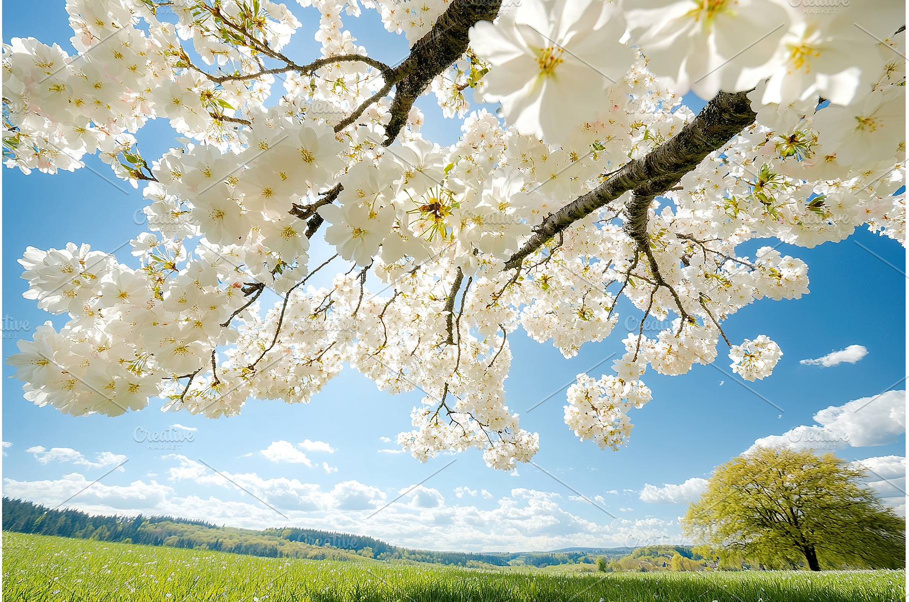 Springtime blossoms cherry trees in, a Nature Photo by Lermont51