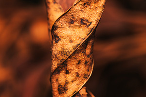 Interesting Burnt Leaf, an Animal Photo by Rob D Animal Photography