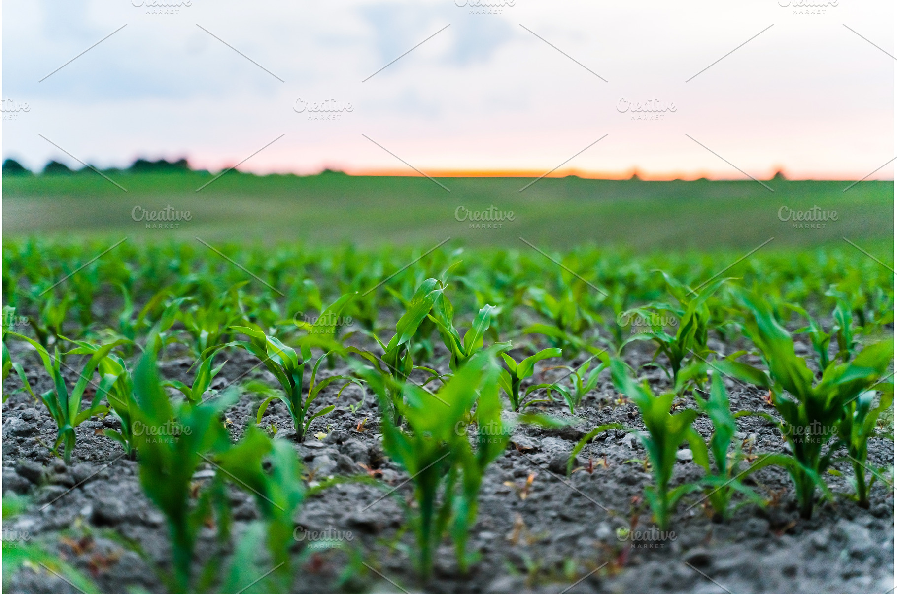 Corn seedlings sprouting across wide, a Nature Photo by volodymyrshtun13795