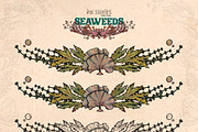 Seaweeds, an Object Illustration by Ink Stories (Thumbnail 17 of 24)