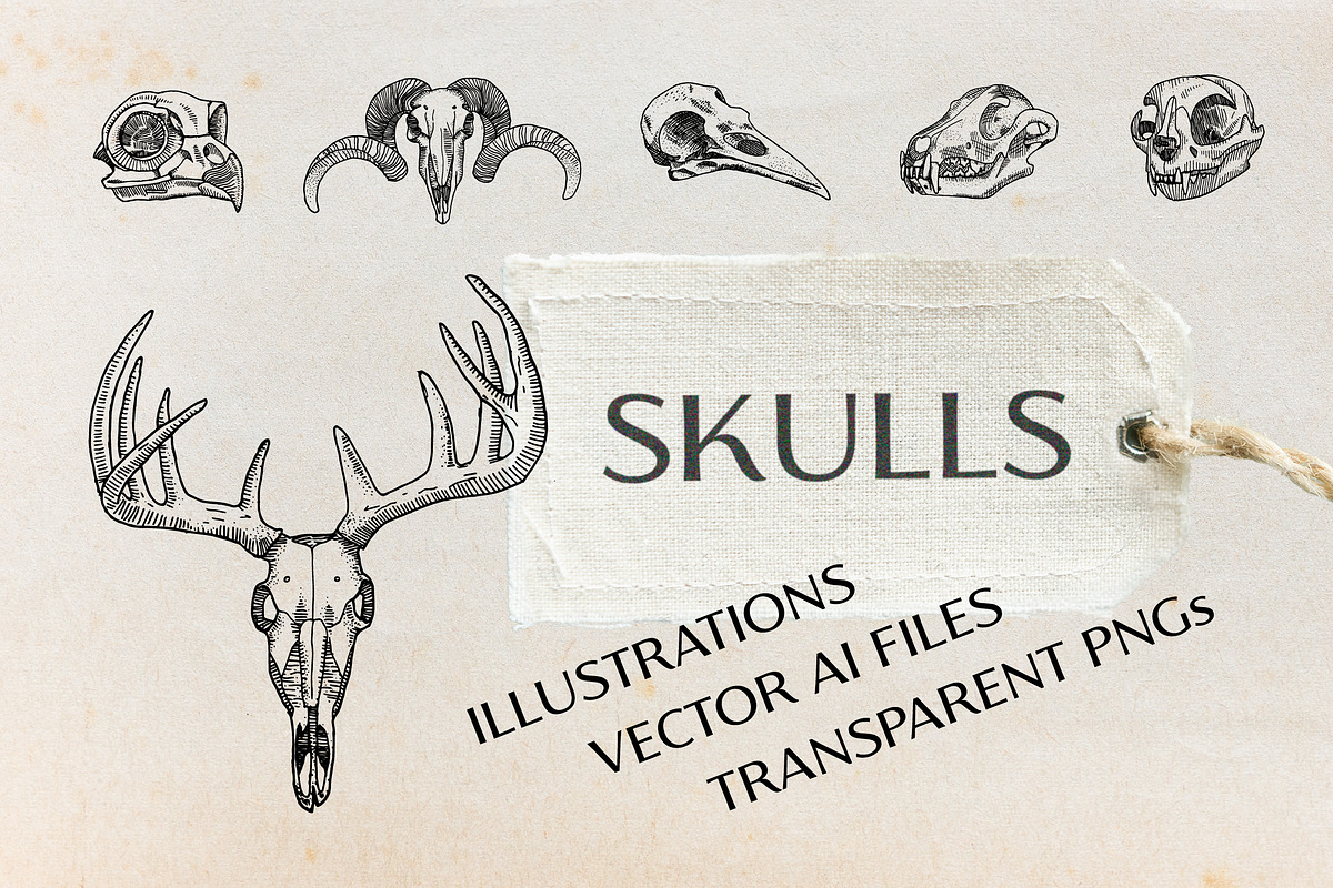Hand-drawn Vector Skull Illustration, an Animal Illustration by Galaxybomb (Photo 1 of 3)