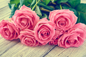 Beautiful pink roses featuring rose, flower, and background
