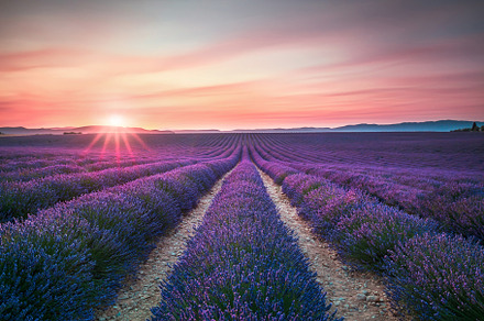 Lavender flower blooming fields containing lavender, lavande, and sunset, a Nature Photo by Stefano Orazzini
