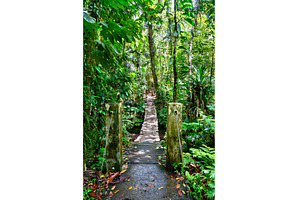 Suspension footbridge on the trail, a Nature Photo by Leonid Andronov