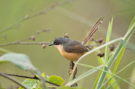 Ashy Prinia Perched on a Grass Stem, a Background Photo by Clinton Weaver