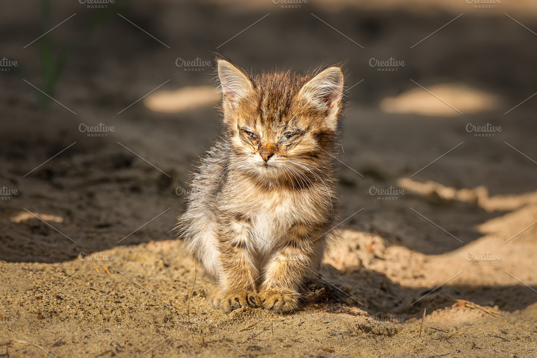 Eye discharge of kitten very innocen, an Animal Photo by AlexBush