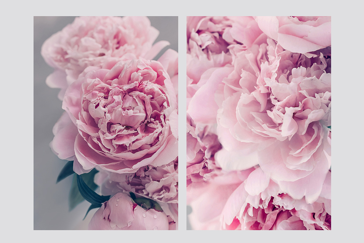 Pink Peonies Collection, an Arts & Entertainment Photo by Anntuan (Photo 2 of 10)
