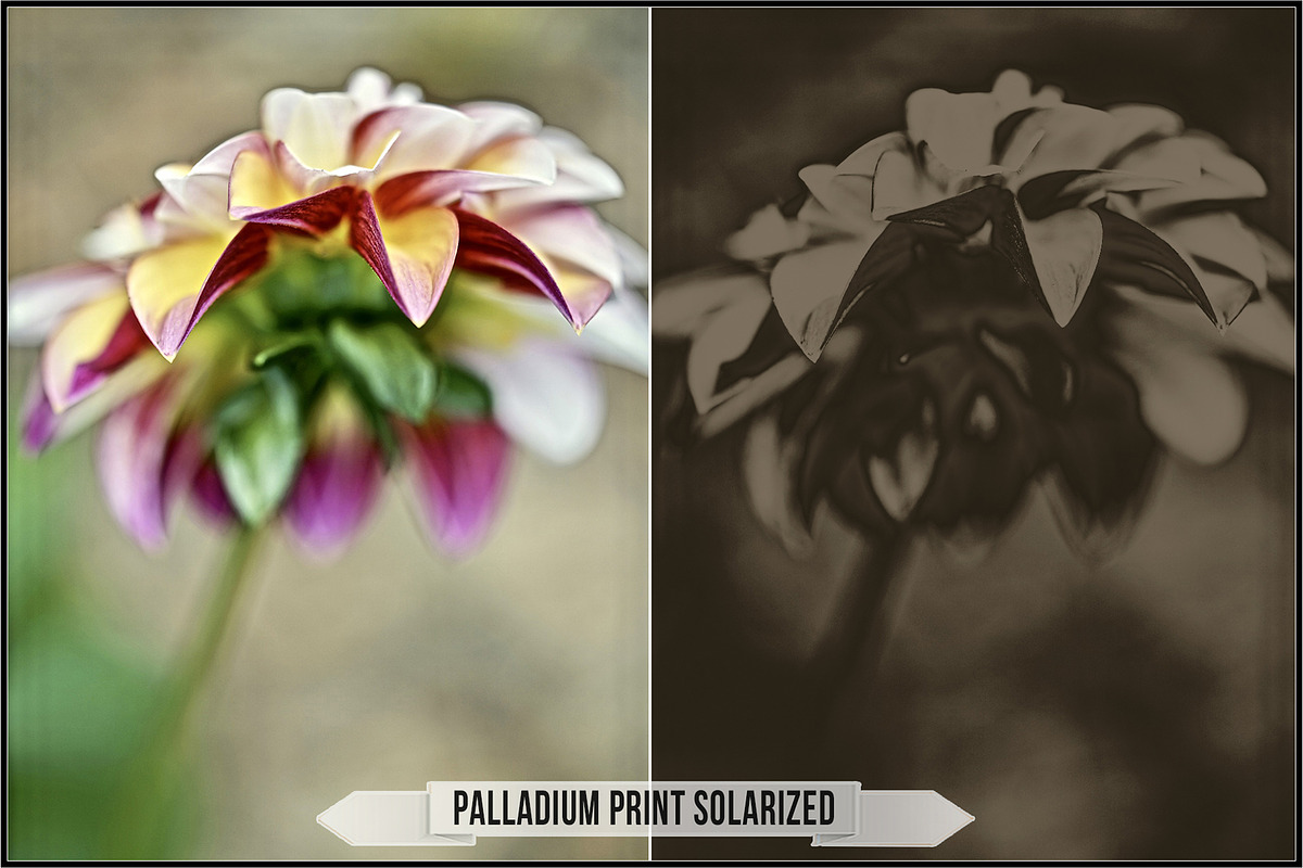 Platinum Palladium Prints LUTs, a Plug-in Add-On by Raztrend (Photo 12 of 32)