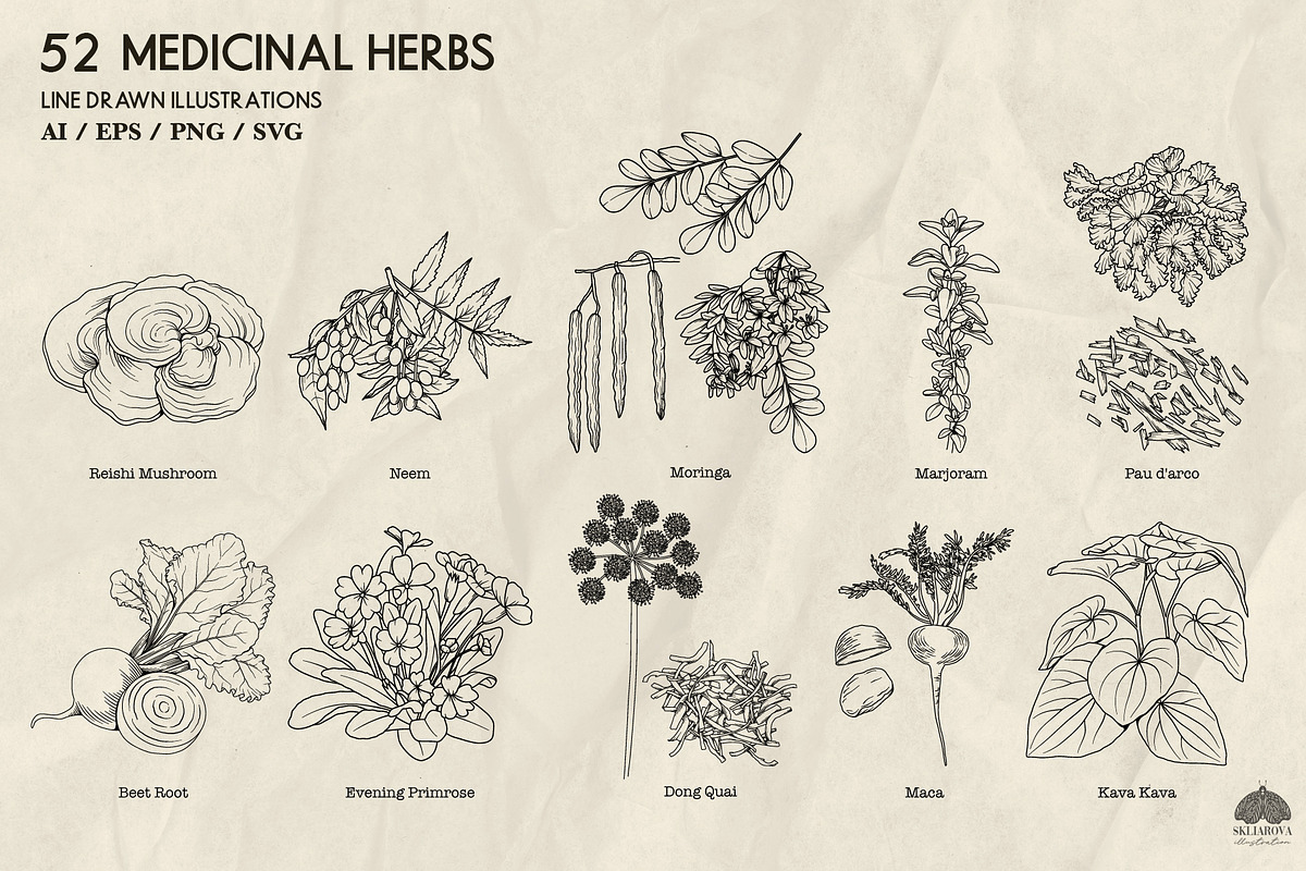 Medicinal Herbs part 2 + Procreate, a Healthcare Illustration by Skliarova (Photo 6 of 6)