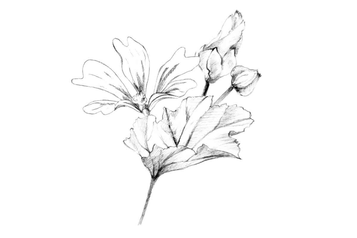 Malva (Mallow) Hand Sketches, an Object Graphic by VictoriaKStudio (Photo 4 of 8)