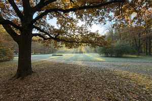 A serene park scene in autumn with a large tree, fallen leaves, and soft sunlig, a Nature Photo by Textures & Backgrounds