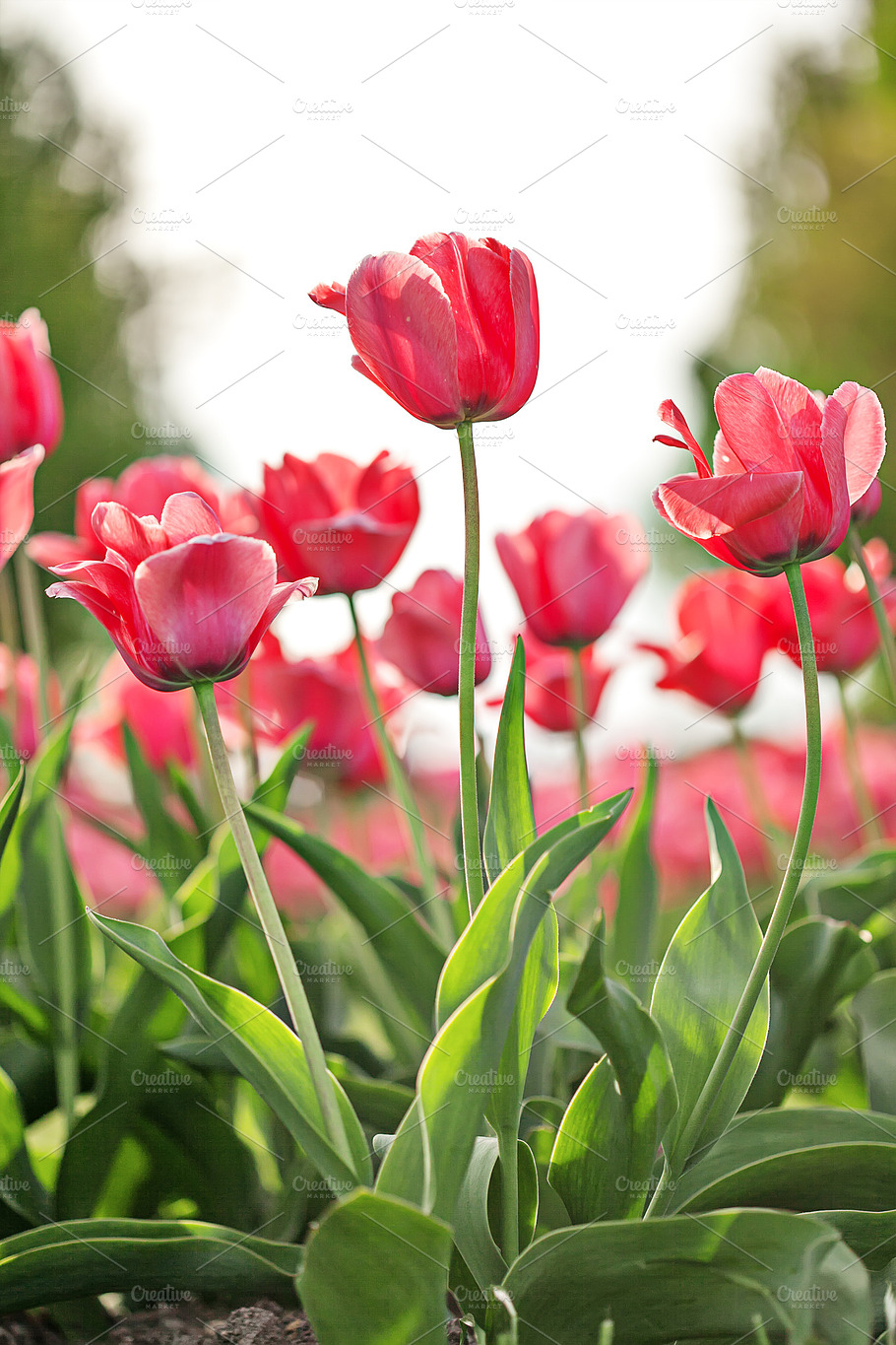Blooming Spring Pink Tulip Flowers Stock Photo Containing Background And