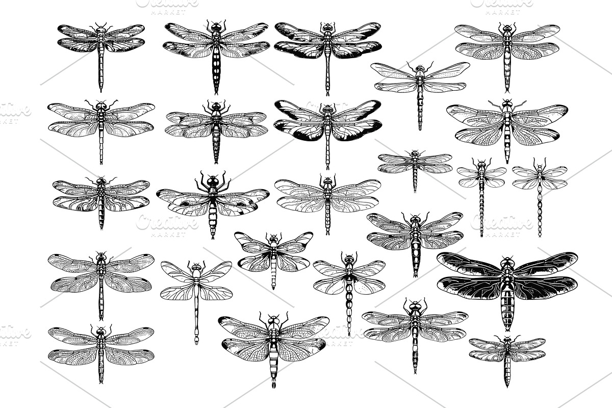 different dragonflies engraving, an Object Illustration by LadadikArt