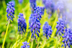 Blue flowers hyacinth, a Nature Photo by Vapi