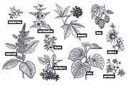 Medical plants. Big set., an Object Graphic by MarinaVorontsova (Thumbnail 8 of 11)