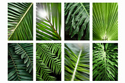 Tropical Plants Photos Bundle, a Nature Photo by eezo (Thumbnail 6 of 6)