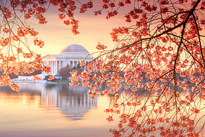 Jefferson Memorial during the Cherry Blossom Festival