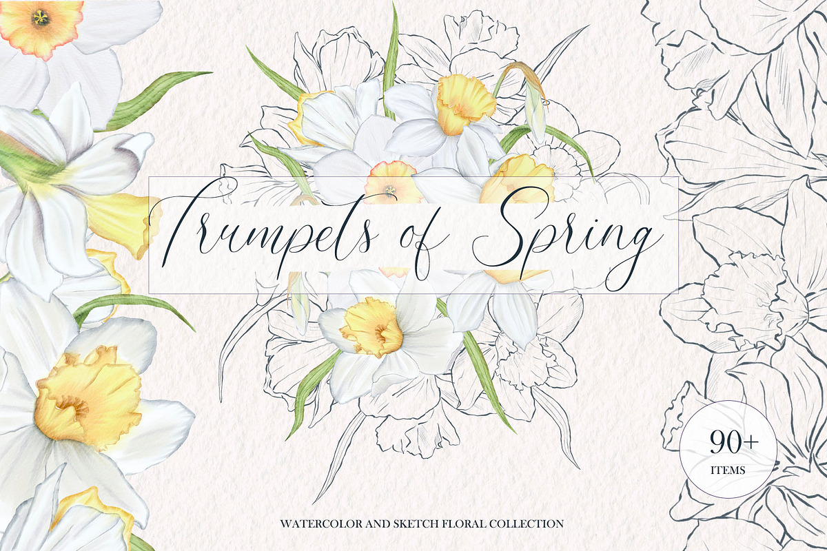 Watercolor and sketch daffodils, a Decorative Illustration by TatiArti (Photo 1 of 13)